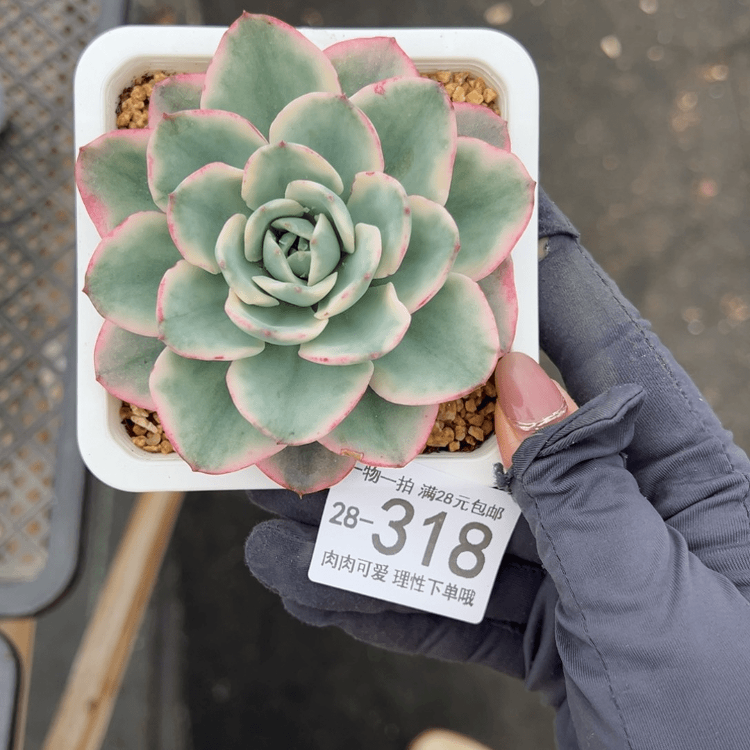 【闪购商品】黄桃锦