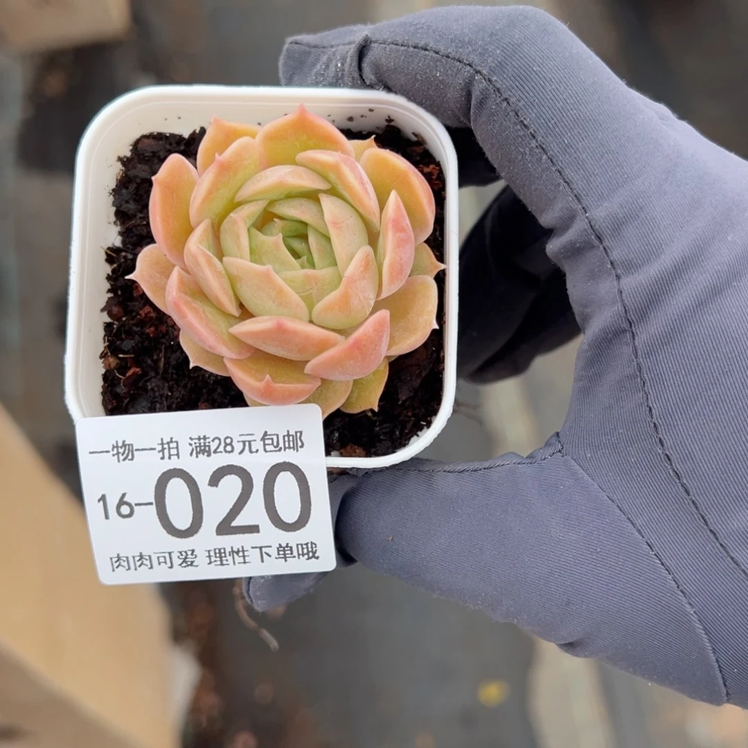 【闪购商品】昂斯诺