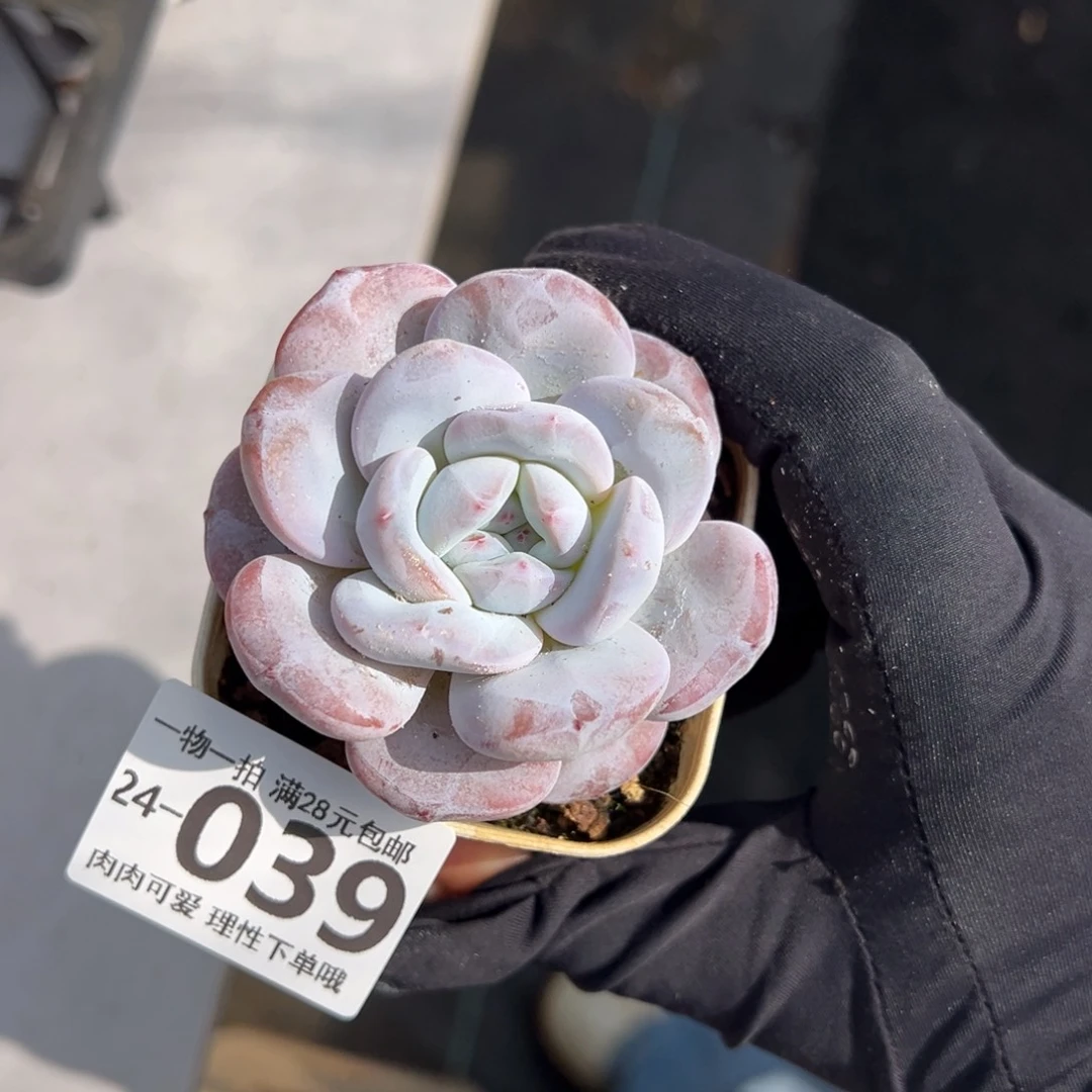 【闪购商品】星影雪莲