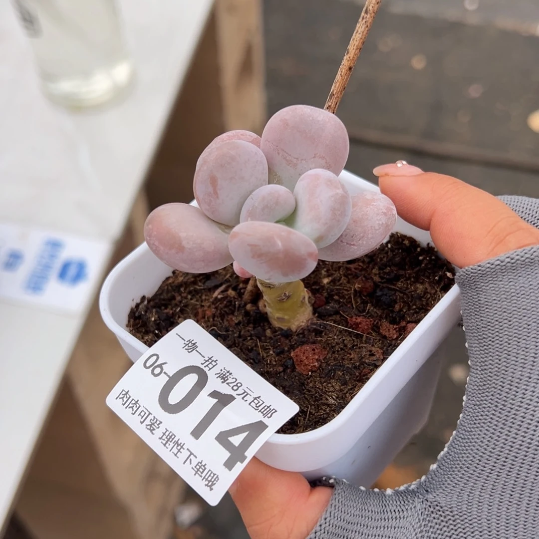 橙雪球多肉多肉多肉多肉