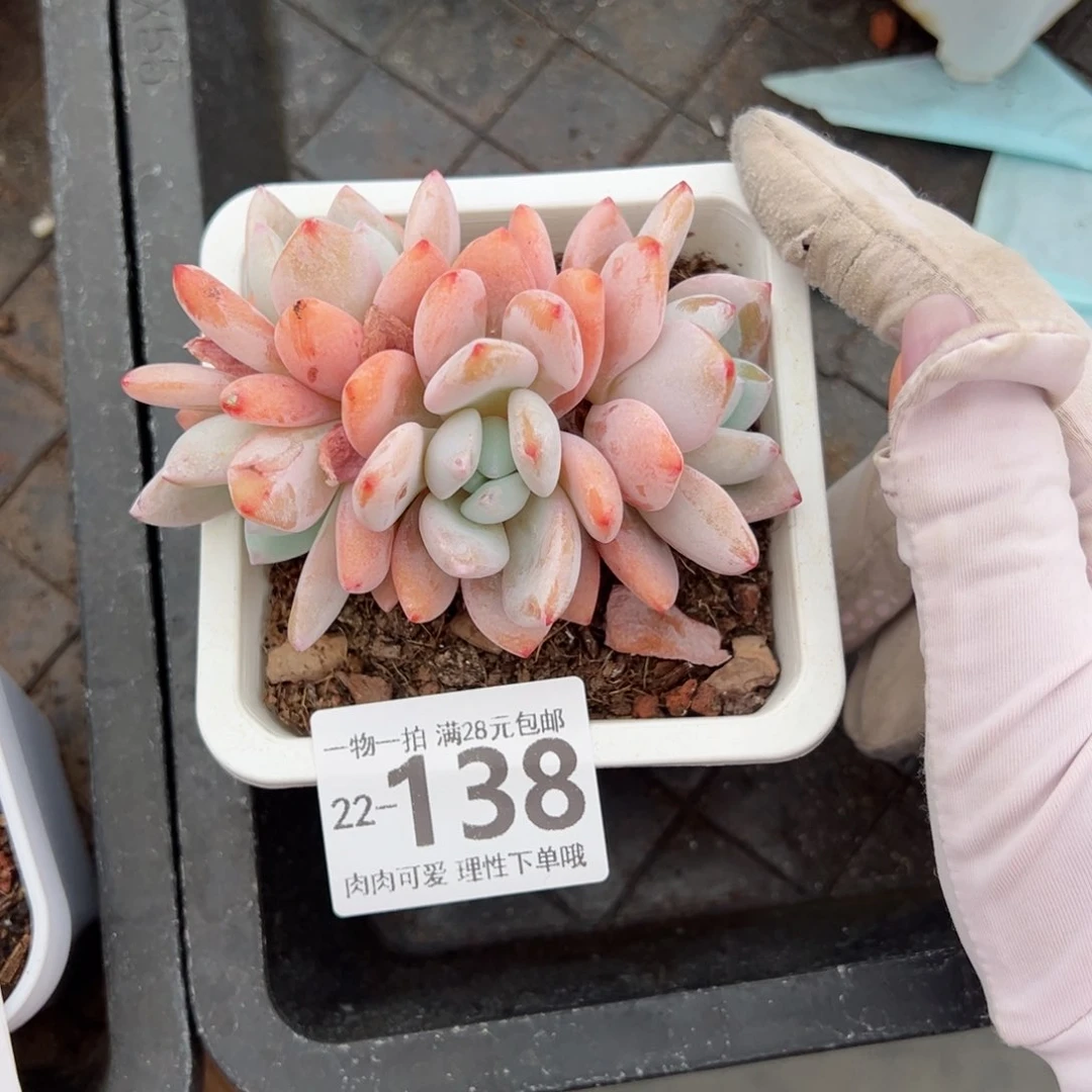 冷香多肉多肉多肉多肉