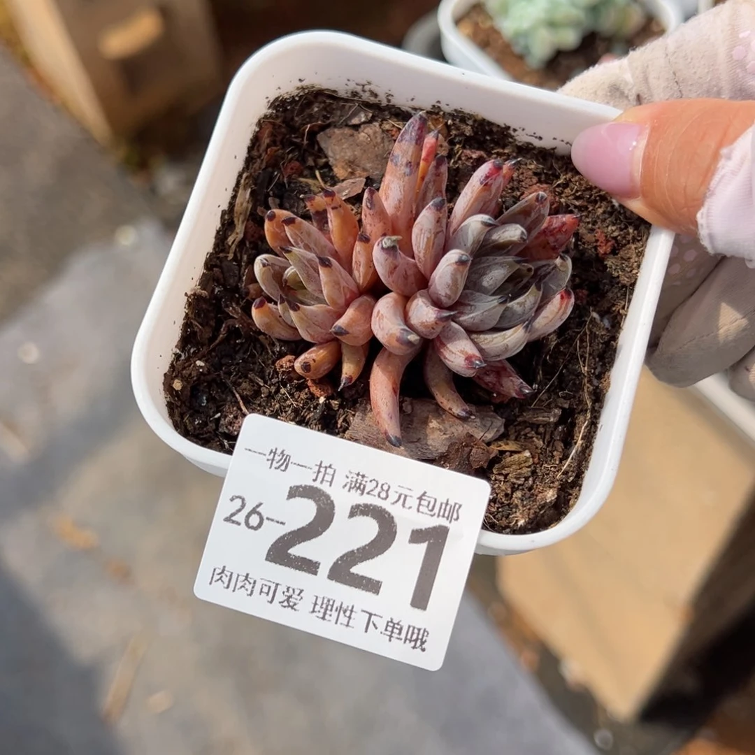 魔爪多肉多肉多肉多肉