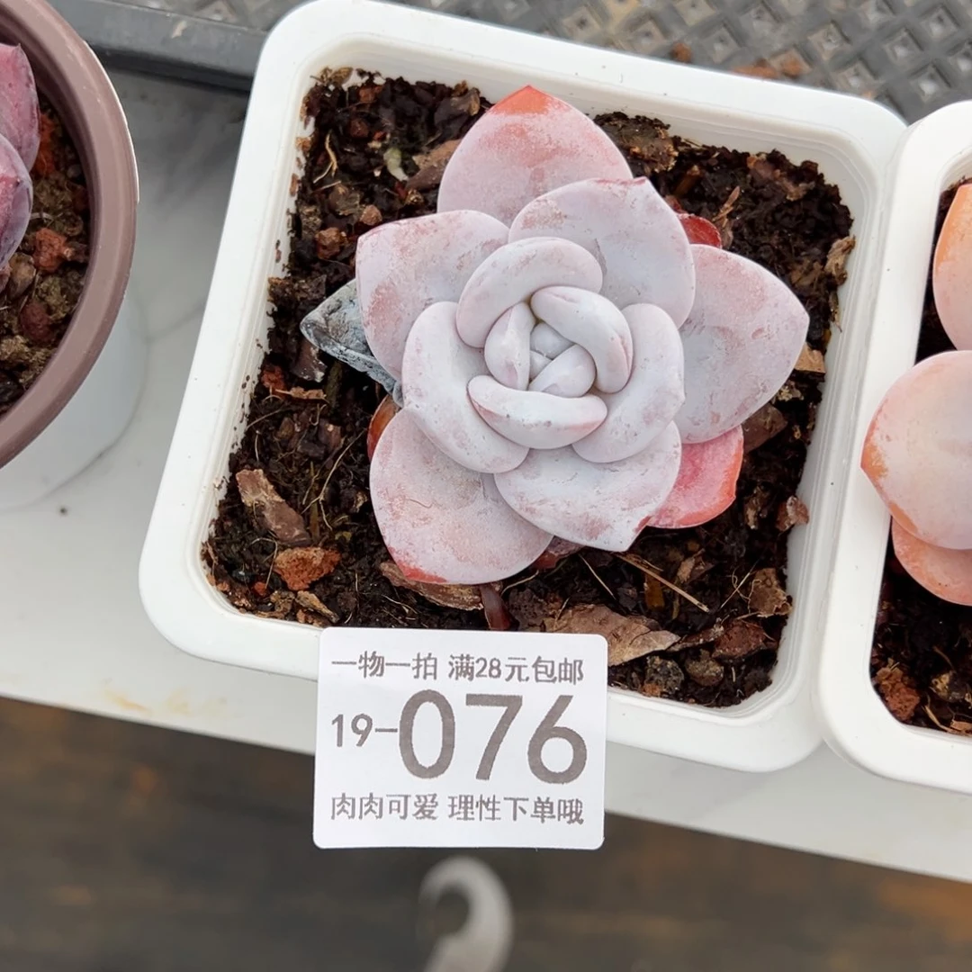 【闪购商品】雪莲多肉