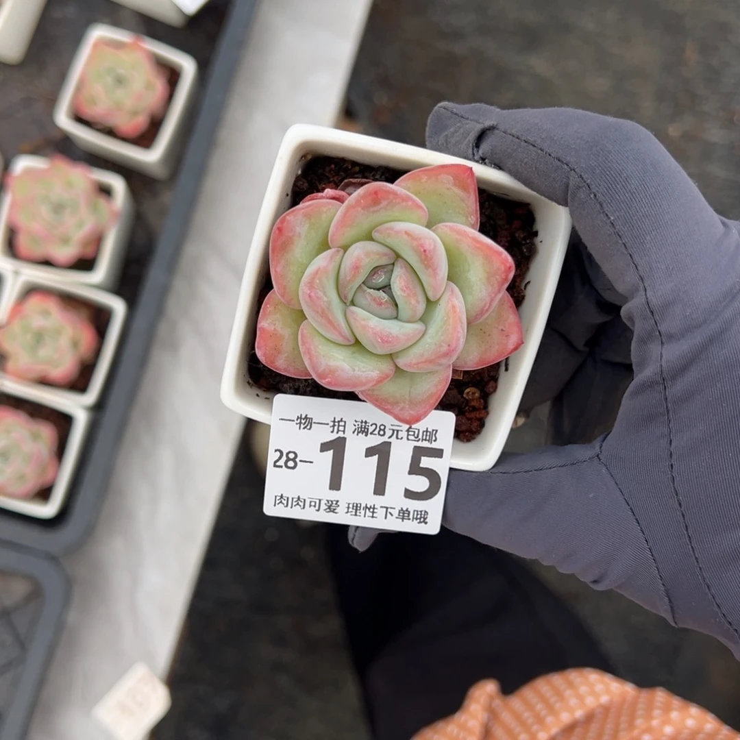 泡芙多多肉植物多肉植物