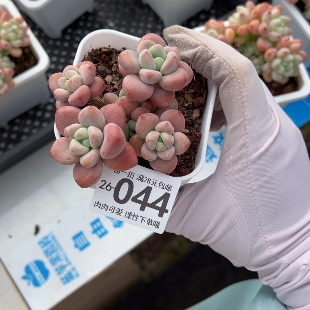 红洛神多肉多肉多肉多肉