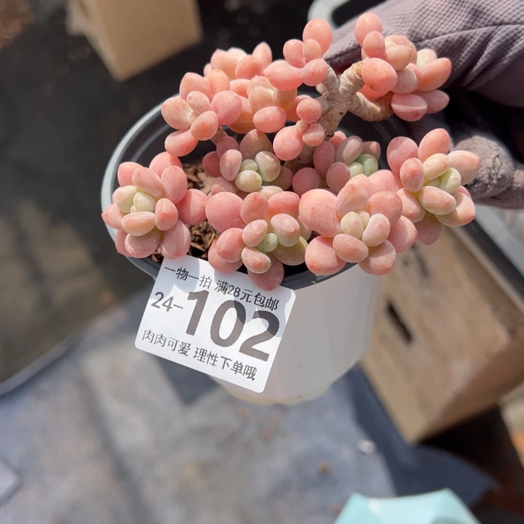 鱼子酱多肉多肉多肉