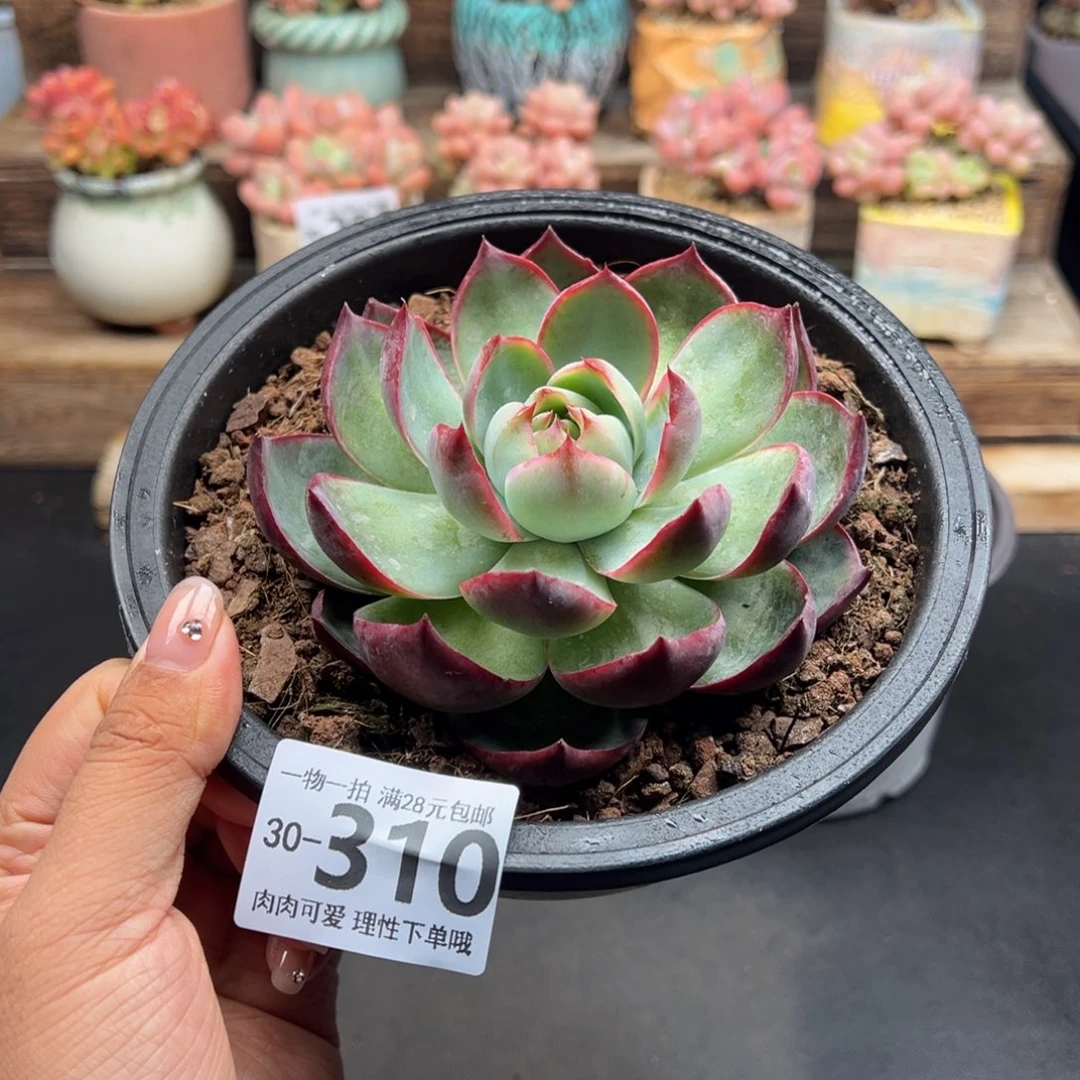 惊鸿仙子多肉多肉多肉