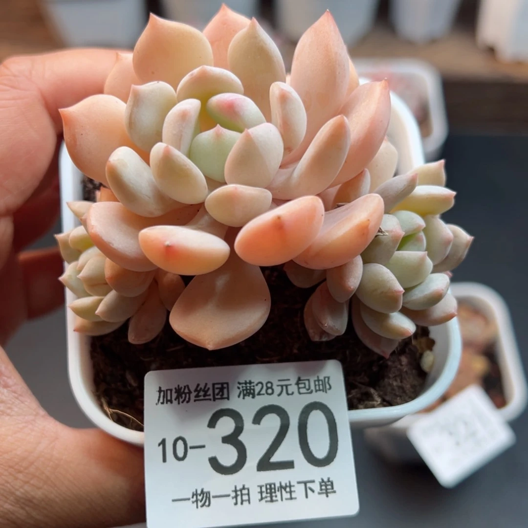 【闪购商品】蜜桃格林