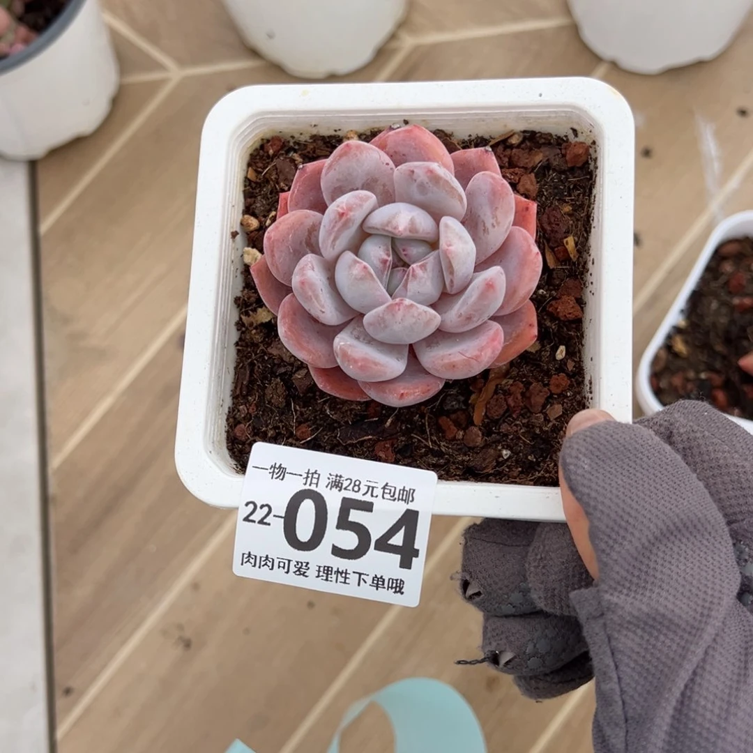 橙梦露多肉多肉多肉