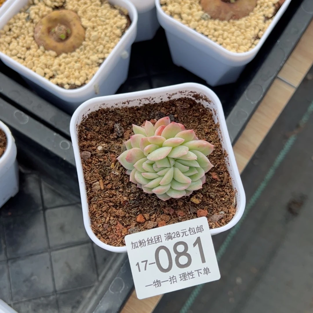 【闪购商品】莎莎女王缀多肉