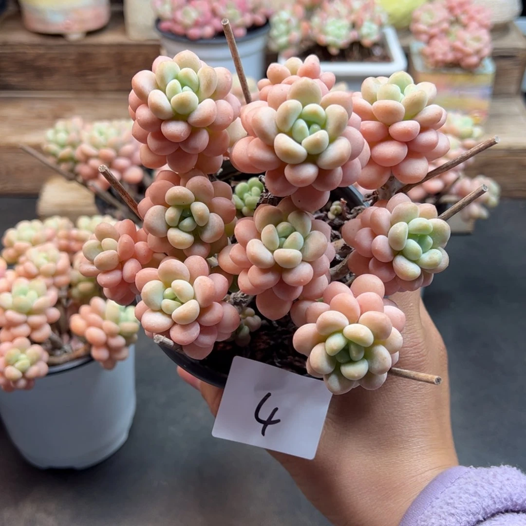 一**貅洛可可多肉老桩多肉