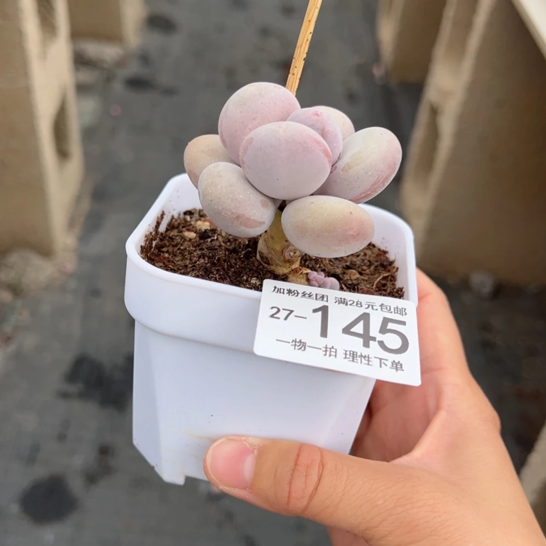 【闪购商品】波**?橙雪球