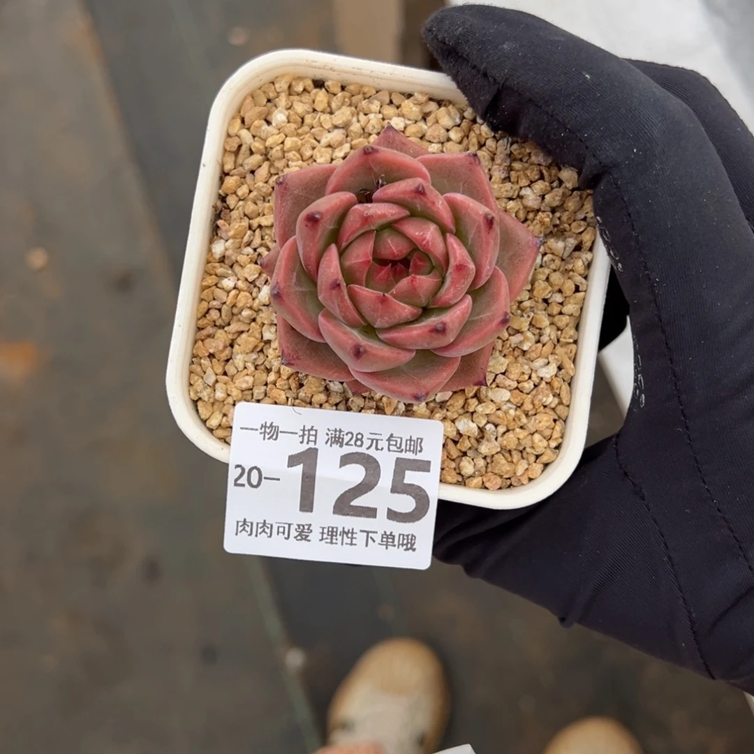 【闪购商品】黄昏多肉