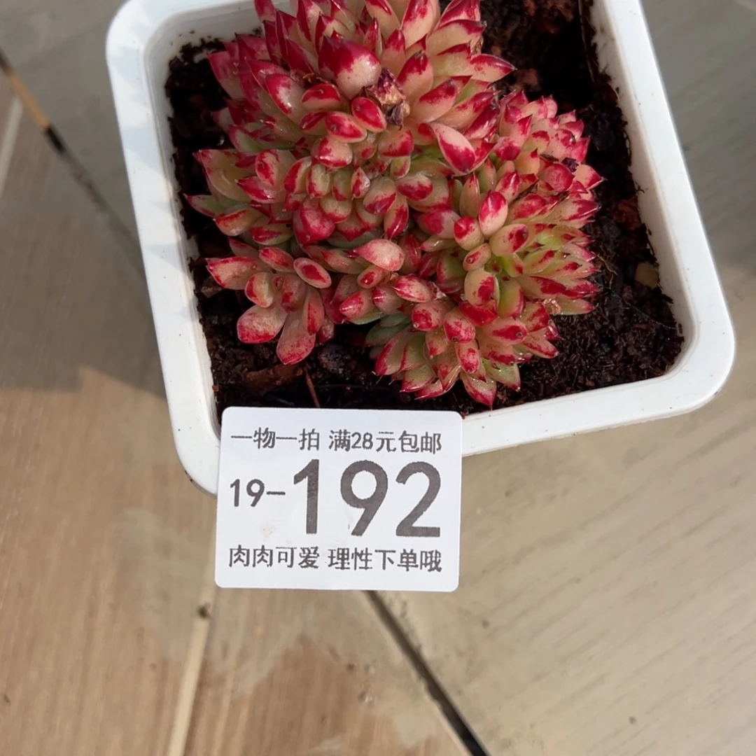 【闪购商品】拉糖多肉