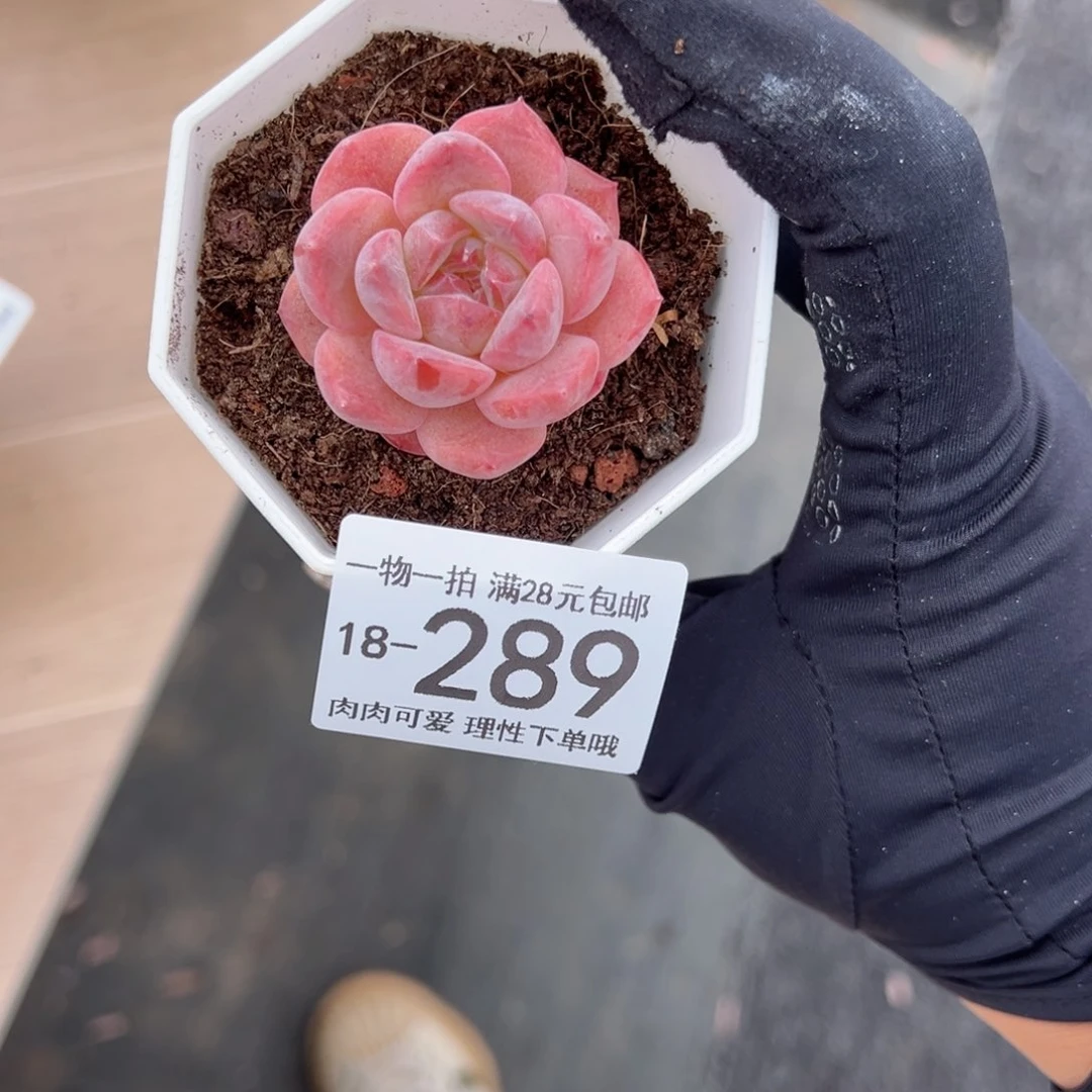【闪购商品】小*果草莓果酱多肉