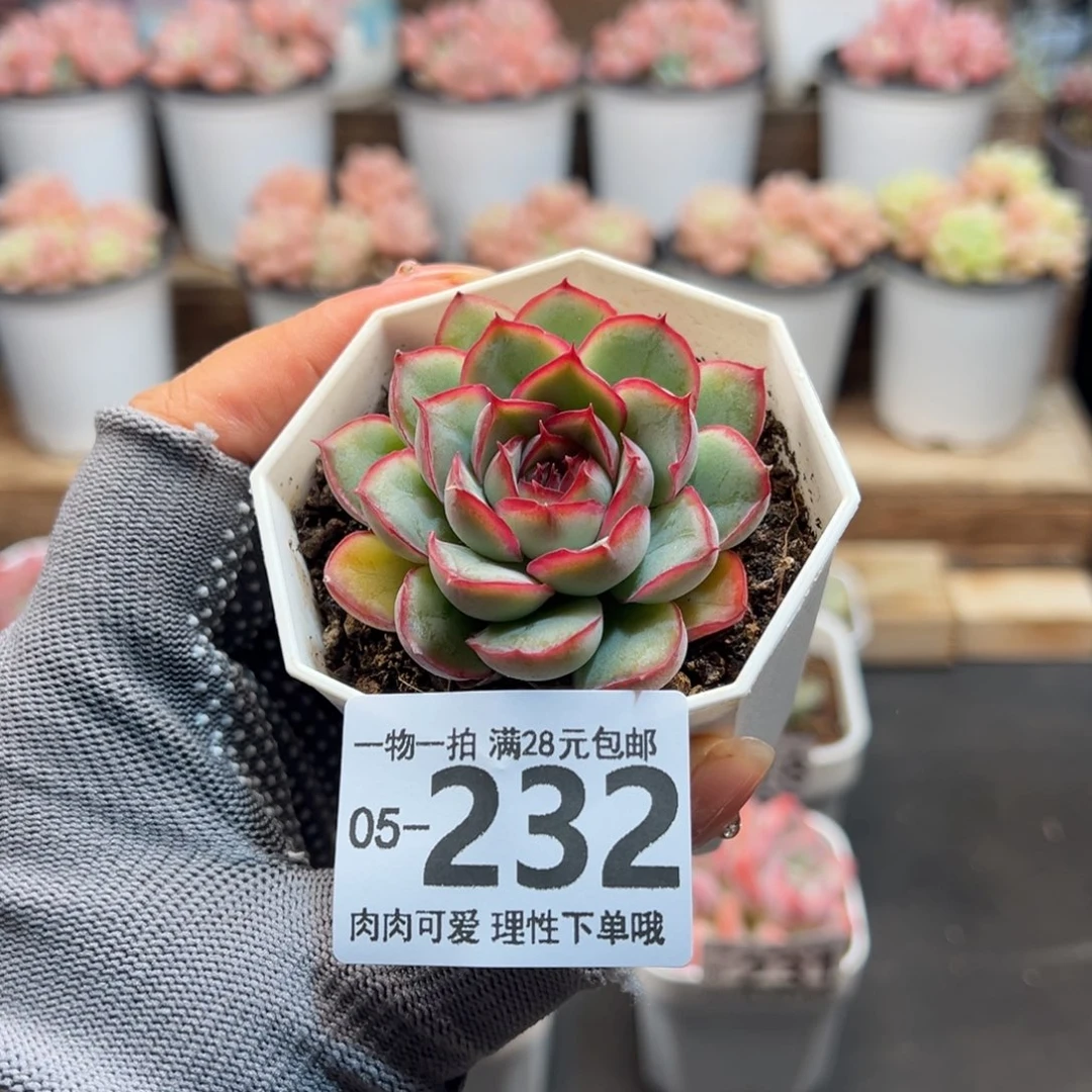 钻石荷花多多肉多肉多肉