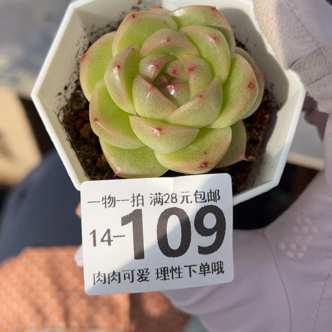 翡翠珍妮多肉多肉多肉