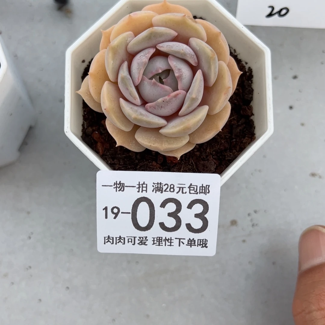 【闪购商品】露娜莲多肉多肉