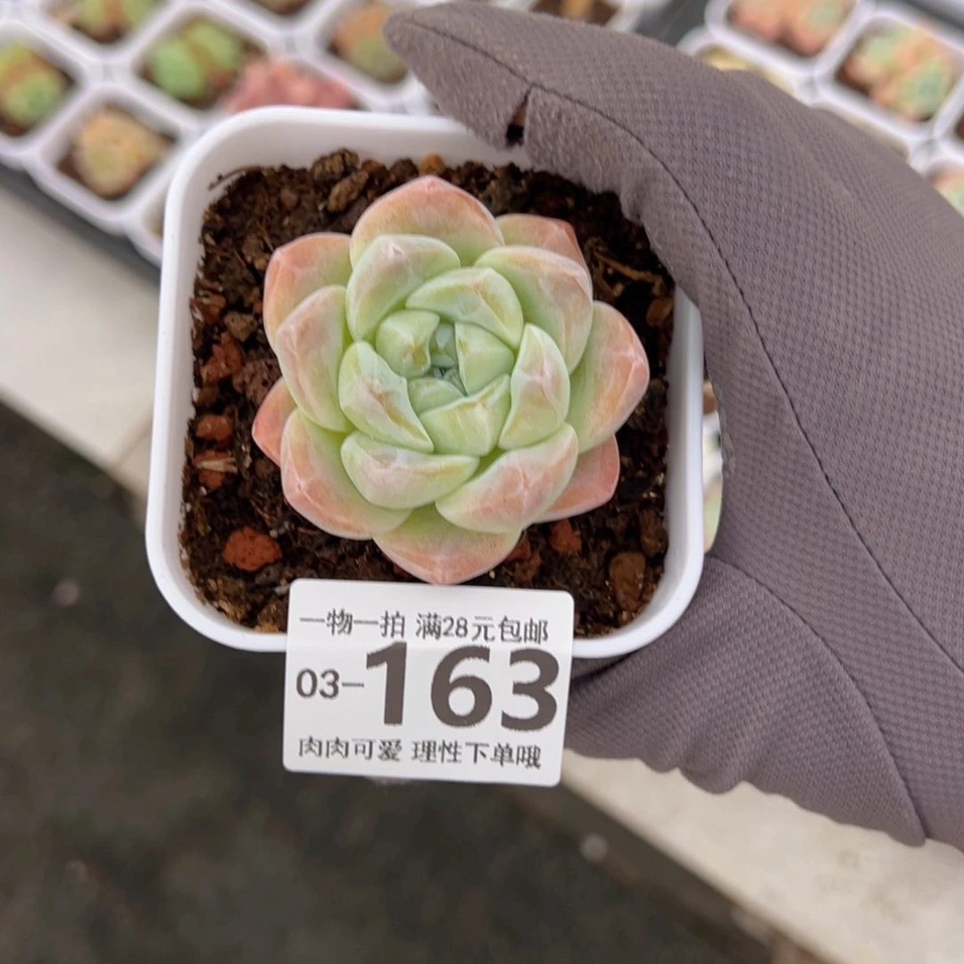 冰玉多肉多肉多肉