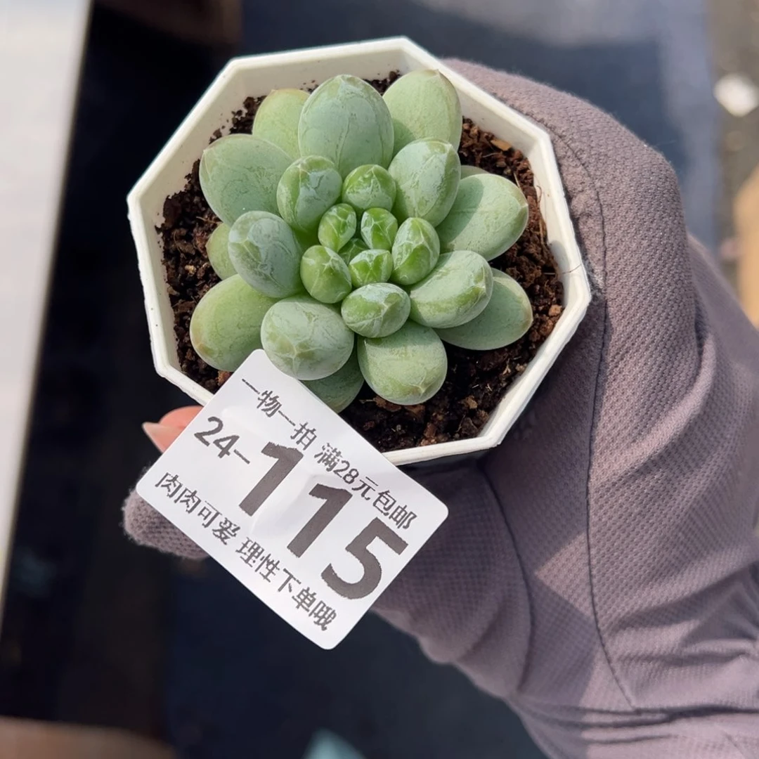 绿心美人多肉多肉多肉多肉多肉