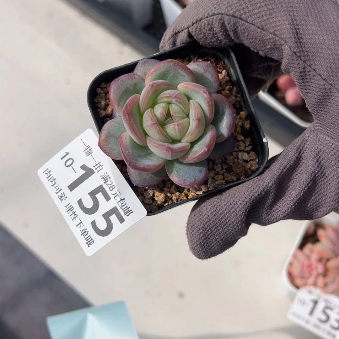 星星珍妮多肉多肉多肉