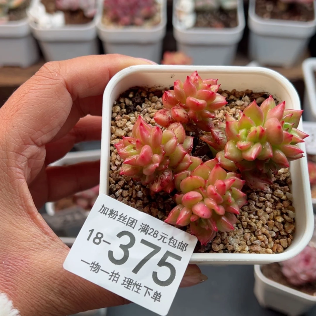 【闪购商品】苹果花