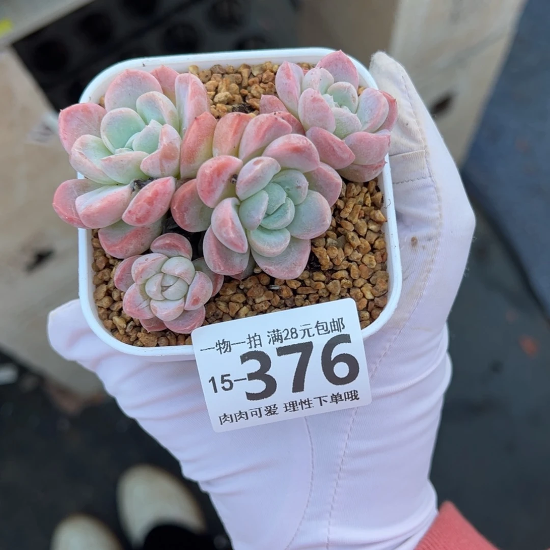 雪媚娘多肉多肉多肉多肉