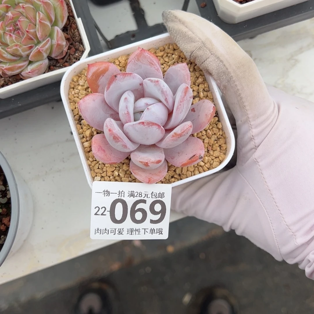 嫦娥多肉多肉多肉多肉