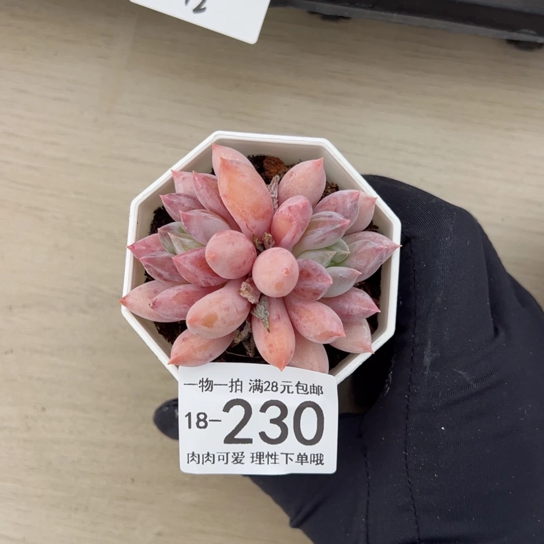 【闪购商品】所罗门