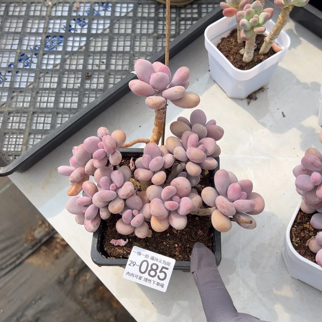 桃蛋多肉多肉多肉