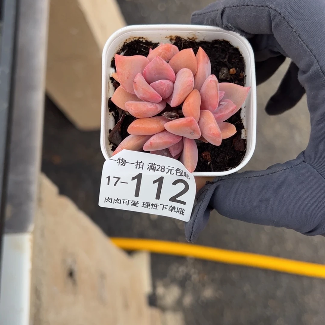 【闪购商品】彩虹糖多肉