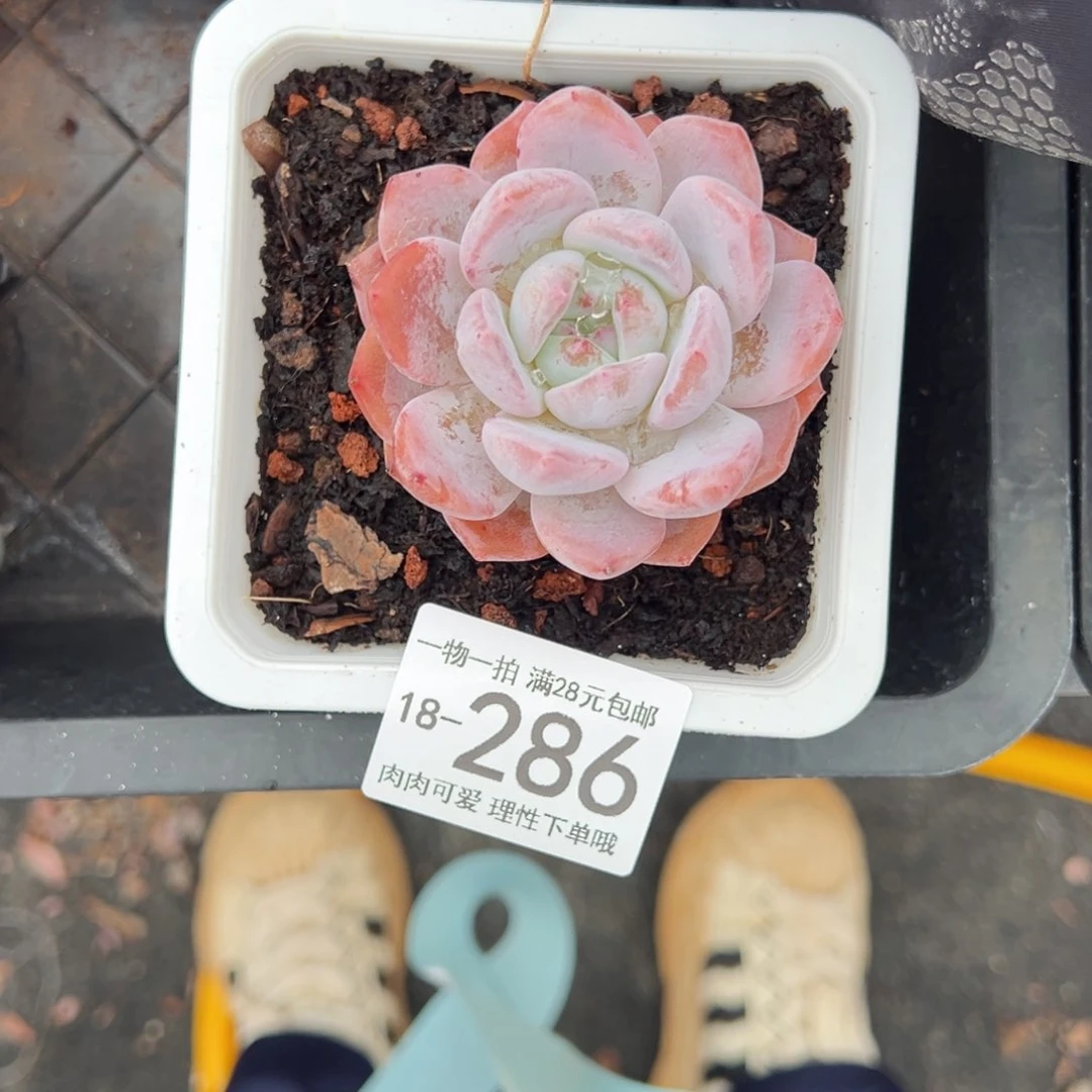 【闪购商品】橙梦露