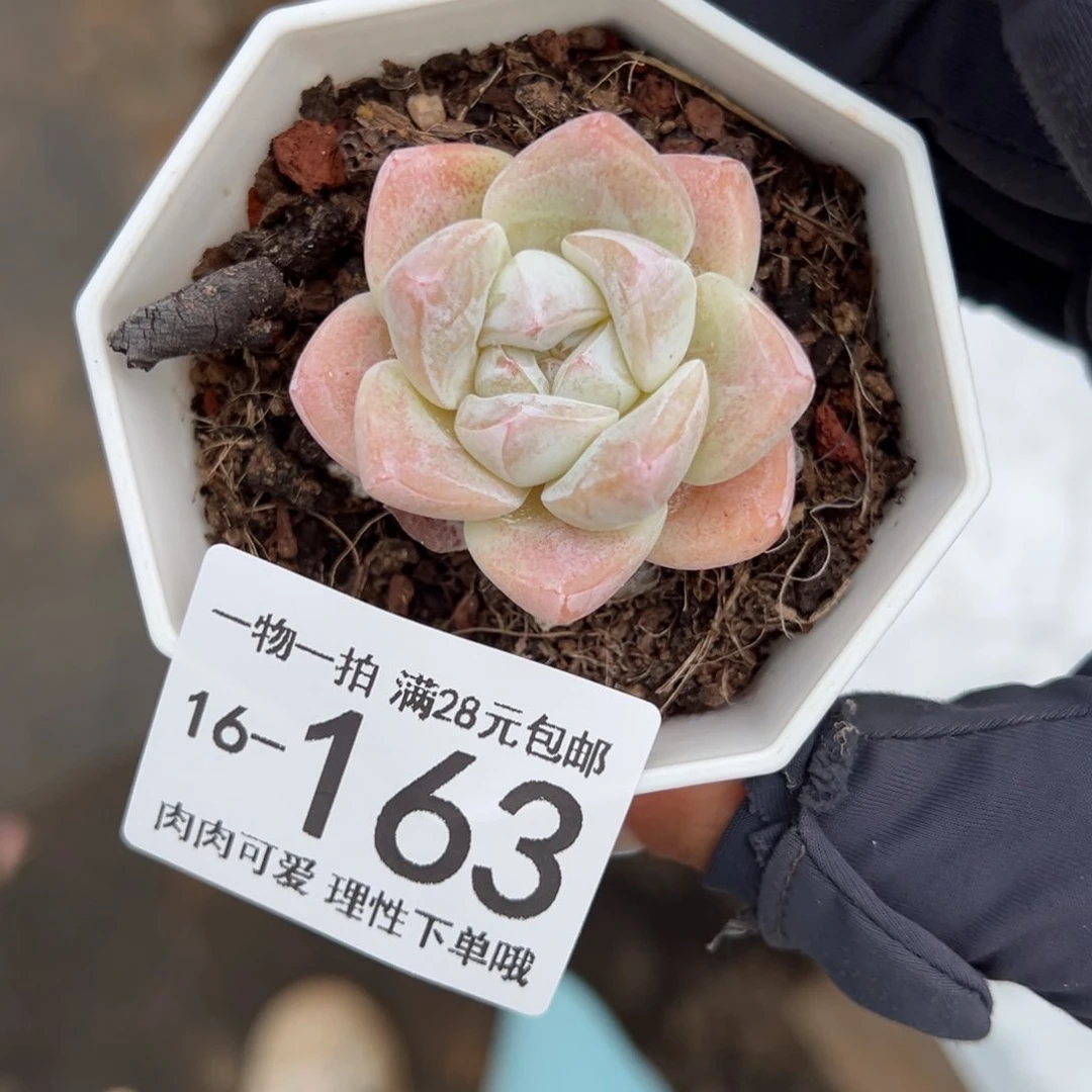 【闪购商品】冰玉多肉植物