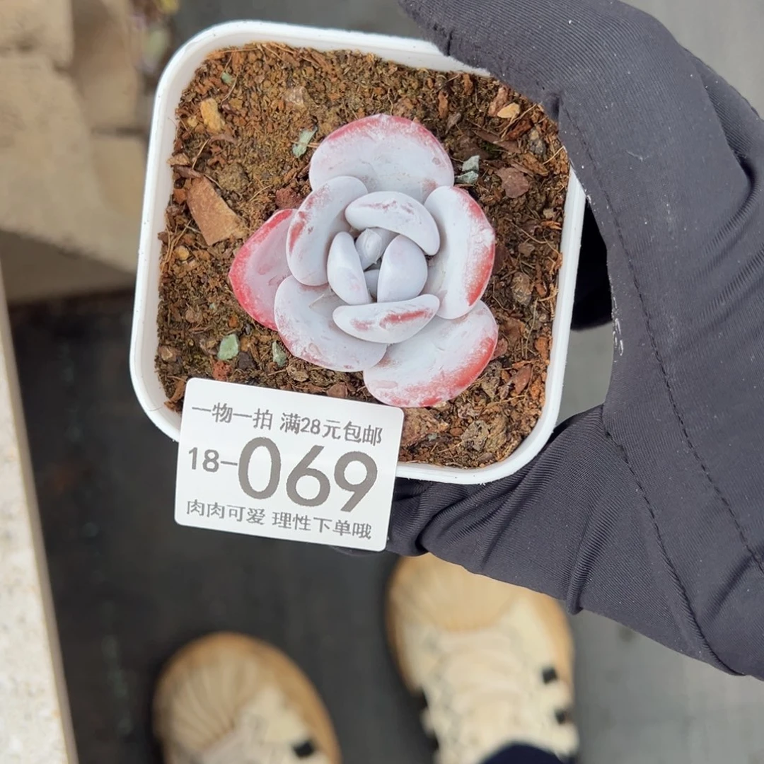 【闪购商品】会****年雪莲多肉