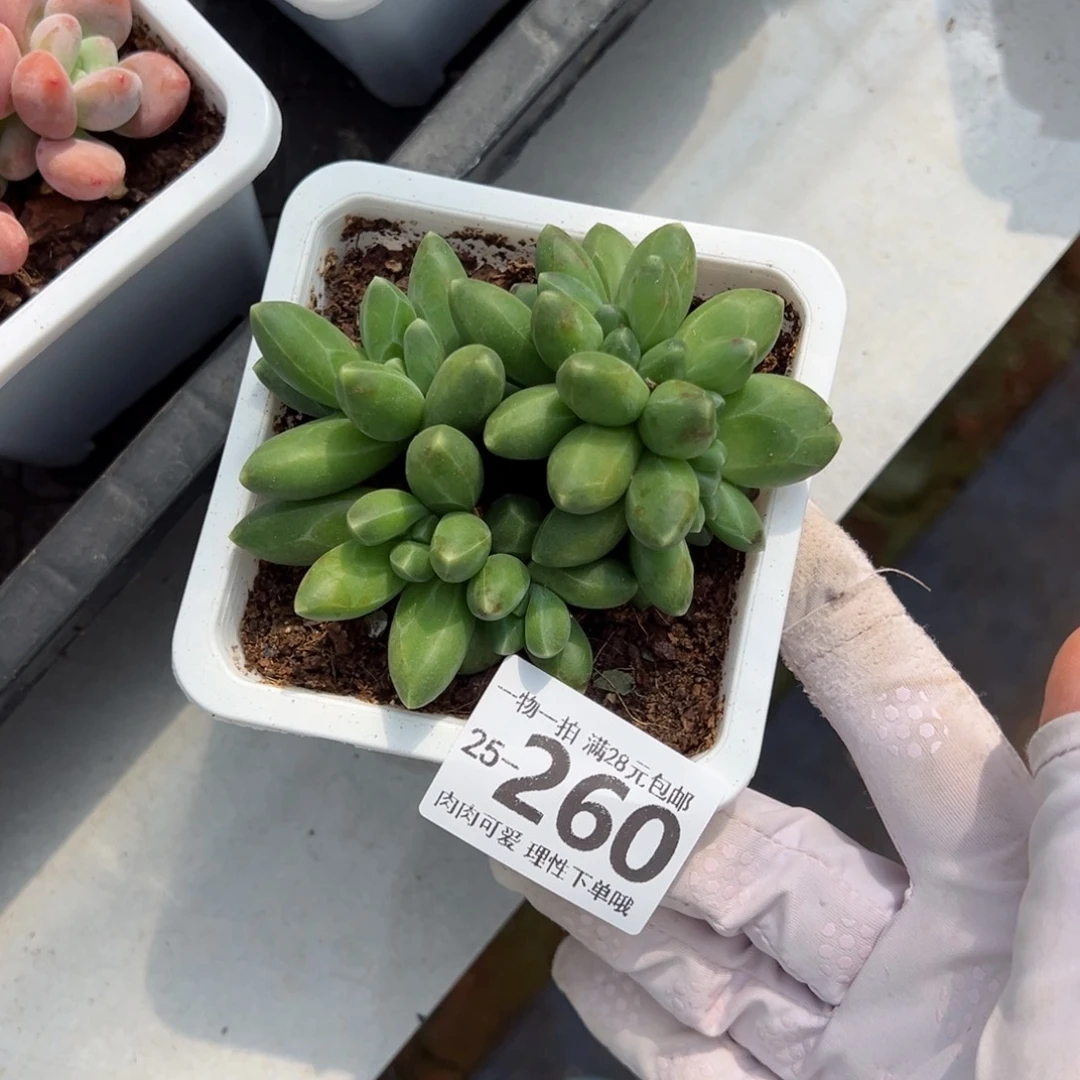 S****丶千代田缀化多肉单头多肉