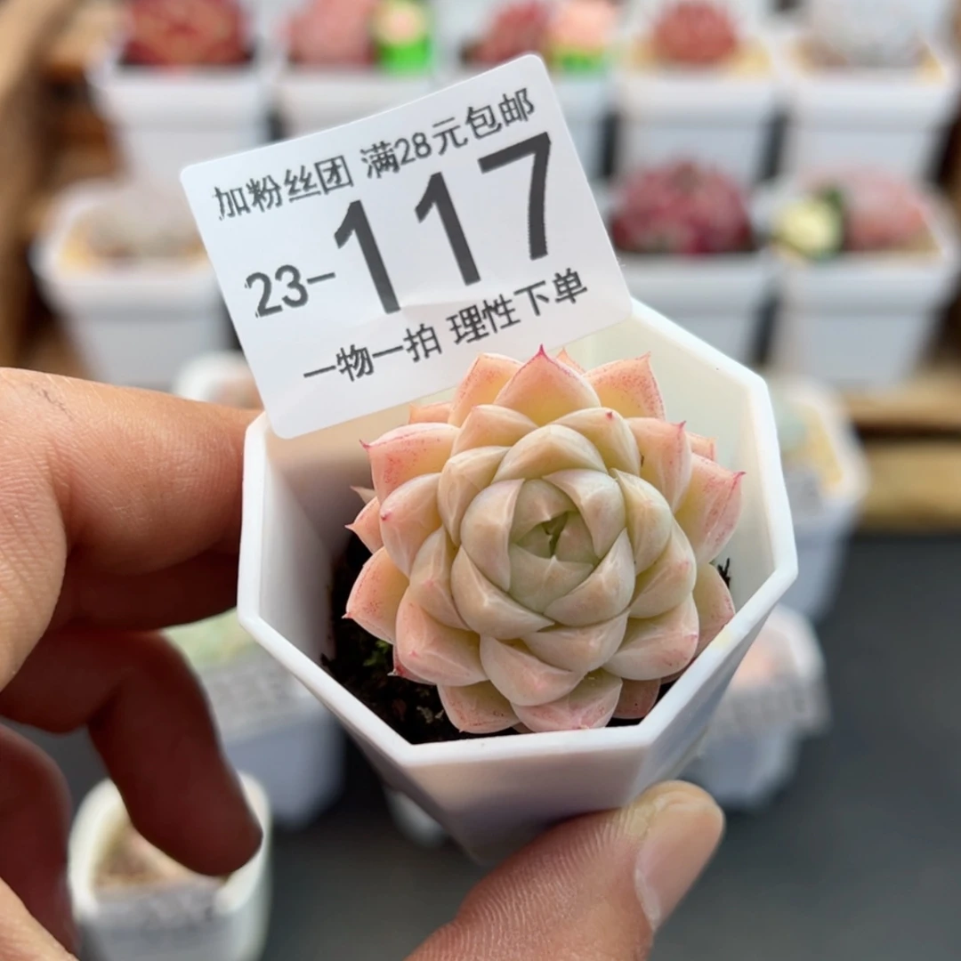【闪购商品】正*麦秆多肉