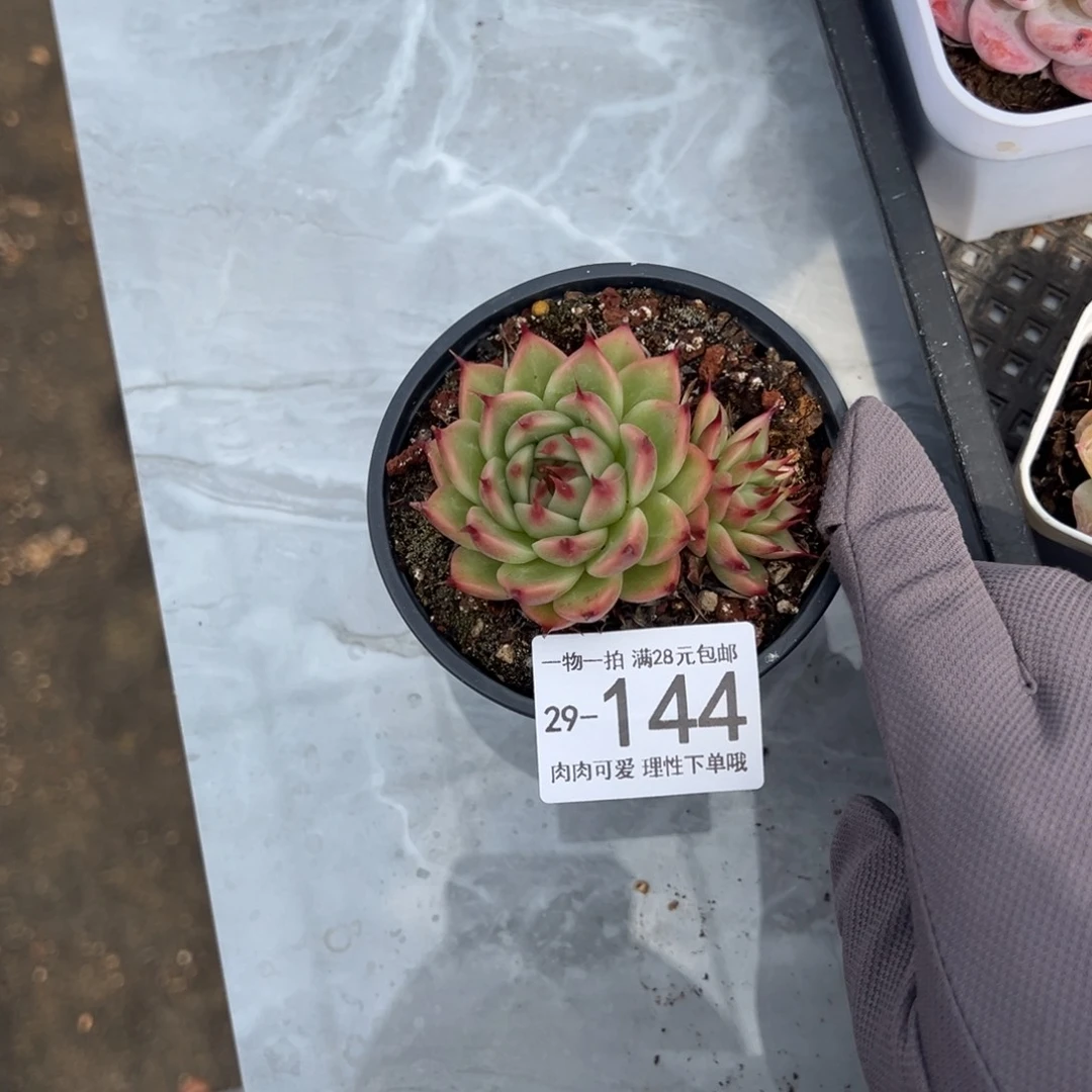 托斯卡多肉多肉多肉植物