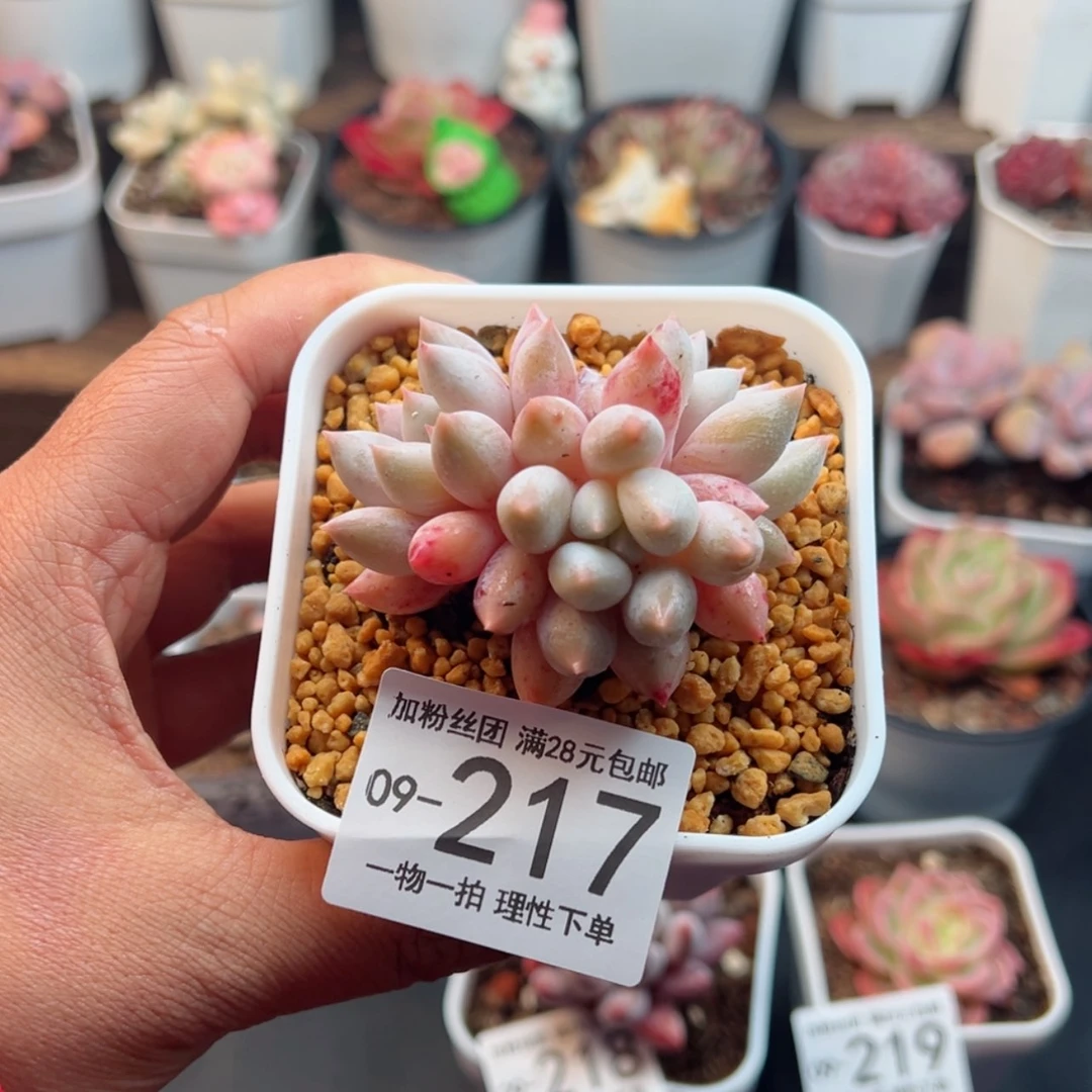 【闪购商品】所罗门