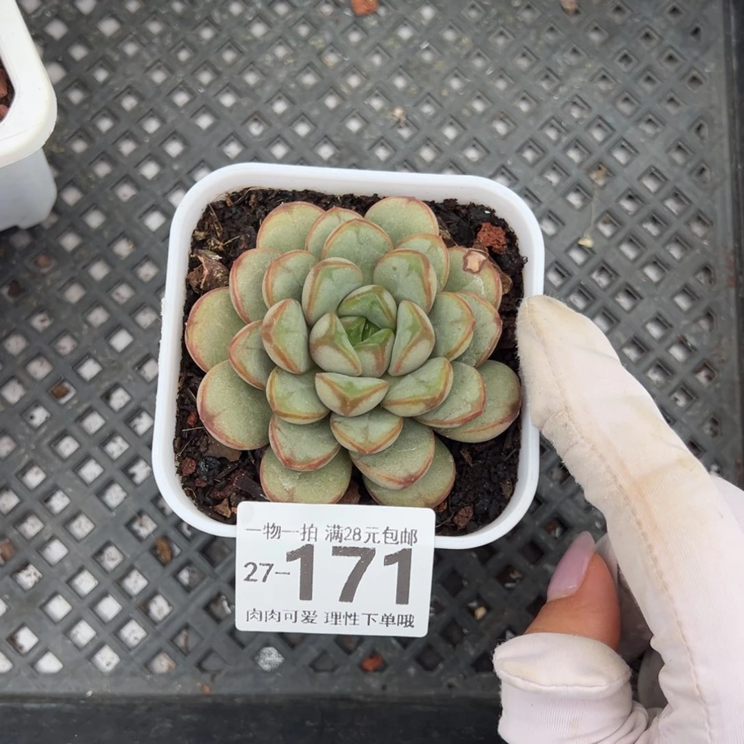 葡萄，多肉多肉多肉多肉