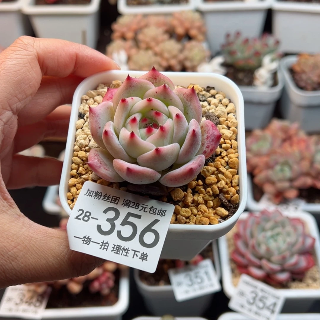 【闪购商品】白拉糖