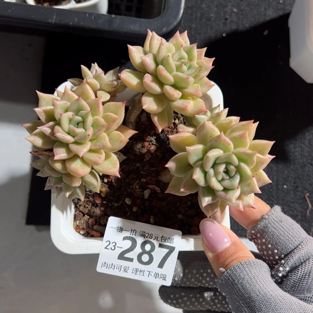 黄金璀璨多肉多肉多肉多肉