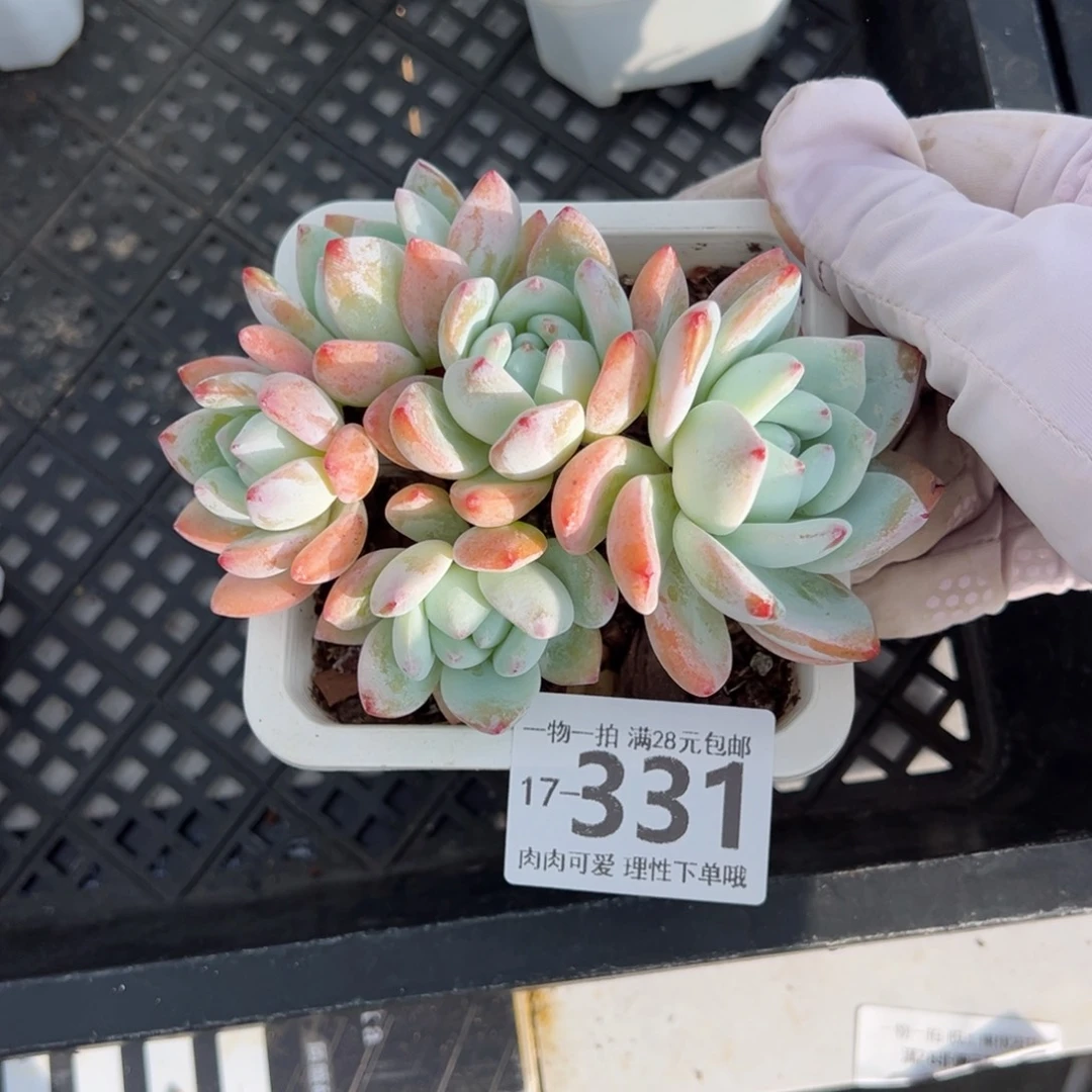 冷香多肉多肉多肉多肉