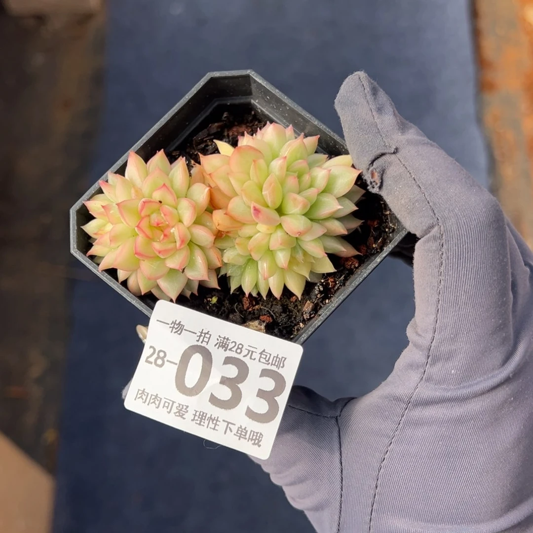 女雏锦多肉多肉多肉