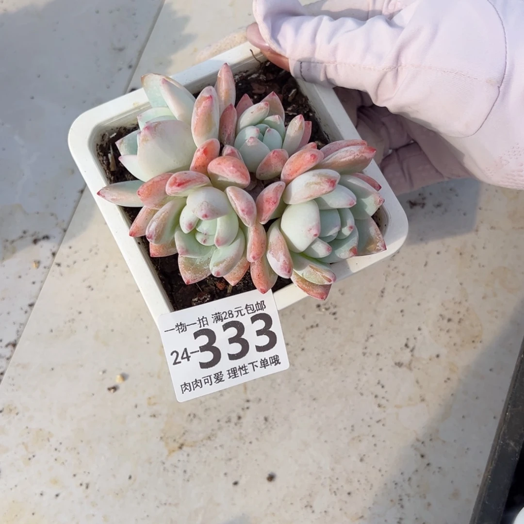 冷香多肉多肉多肉多肉