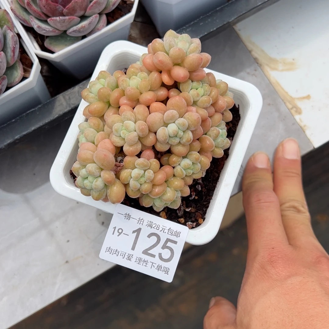 【闪购商品】洛可可了多肉