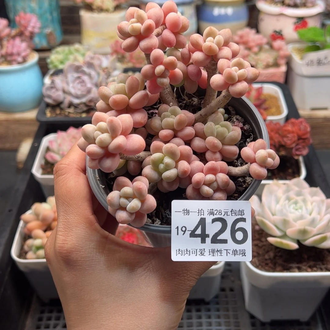 易*鱼子酱多肉老桩