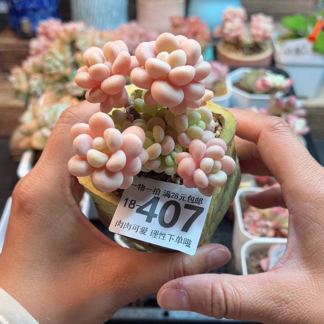 ?****吖洛可可整群生多肉