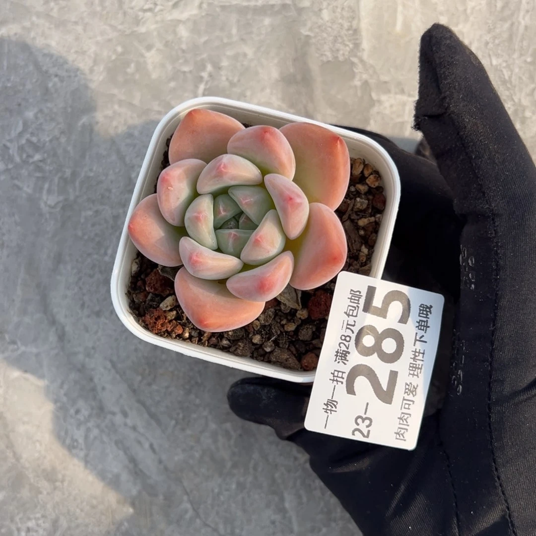 【闪购商品】熙*轩蛋吉单头多肉