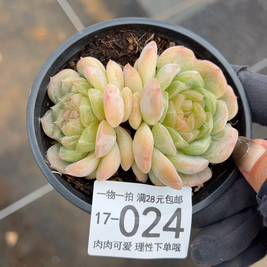 【闪购商品】白恋多肉
