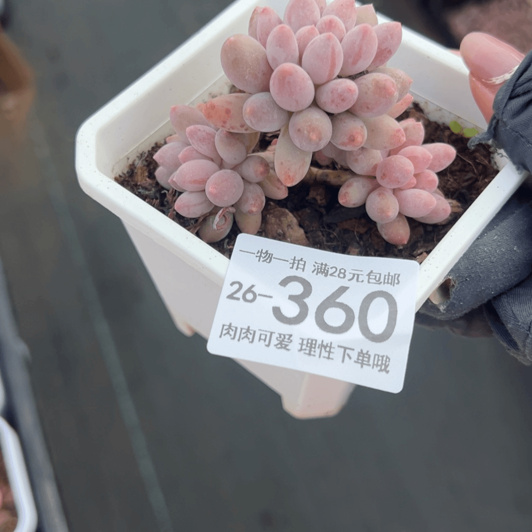 【闪购商品】婴儿手指多肉